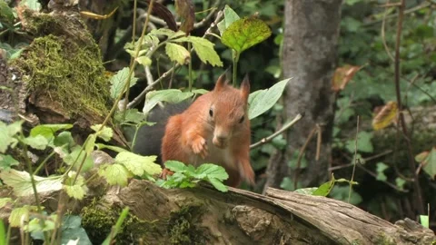 Squirrel (Sciurus vulgaris) Scoiattolo rosso Stock Footage 238530232
