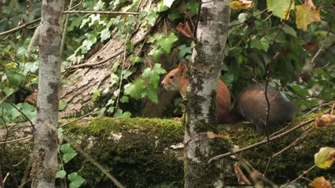 Squirrel (Sciurus vulgaris) Scoiattolo rosso Stock Footage 238943356