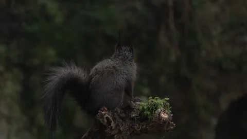Squirrel (Sciurus vulgaris) Scoiattolo rosso Stock Footage 257110253
