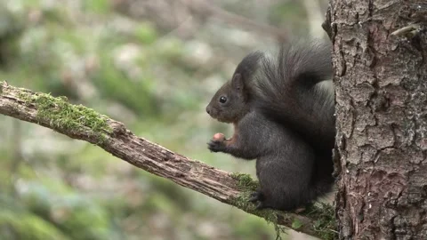 Squirrel (Sciurus vulgaris) Scoiattolo rosso Stock Footage 258354519