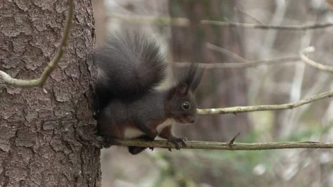 Squirrel (Sciurus vulgaris) Scoiattolo rosso Stock Footage 258354736