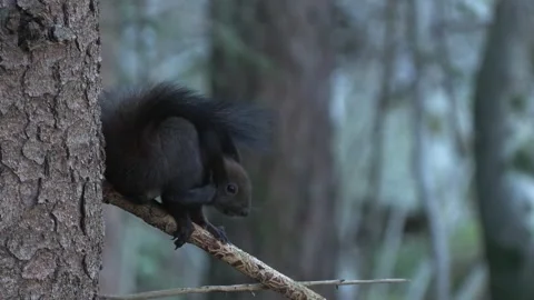Squirrel (Sciurus vulgaris) Scoiattolo rosso Stock Footage 258679351