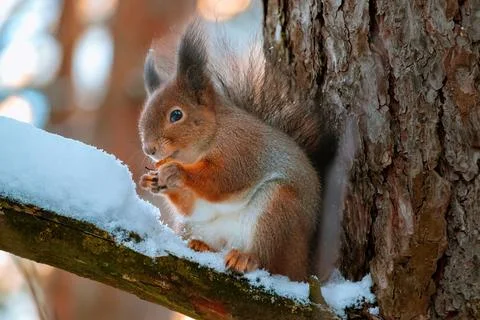 Squirrel (Sciurus vulgaris) sits with walnut on a snowy tree branch,holds walnut Foto stock