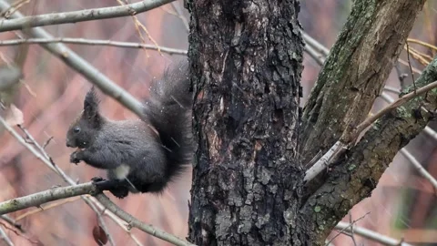 A squirrel (Sciurus vulgaris)  sitting on a branch Stock Footage 261943645