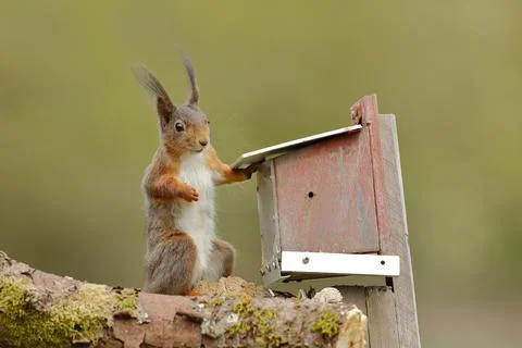Squirrel Sciurus vulgaris sitting at a feeder in the garden North Stock Photos