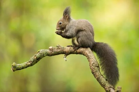Squirrel Sciurus vulgaris sitting on tree branch eating Lower Austria Austria Stock Photos