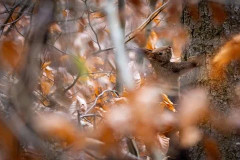 A squirrel (Sciurus vulgaris) on a tree trunk, surrounded by autumn leaves,.. Stock Photos