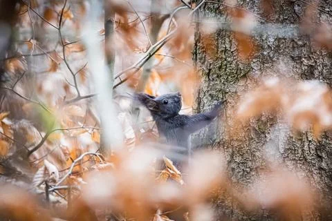 A squirrel (Sciurus vulgaris) on a tree trunk, surrounded by autumn leaves,.. Stock Photos