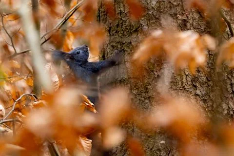A squirrel (Sciurus vulgaris) on a tree trunk, surrounded by autumn leaves,.. Stock Photos