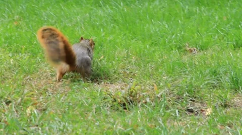 Squirrel scrabbles in park Stock Footage 8777256