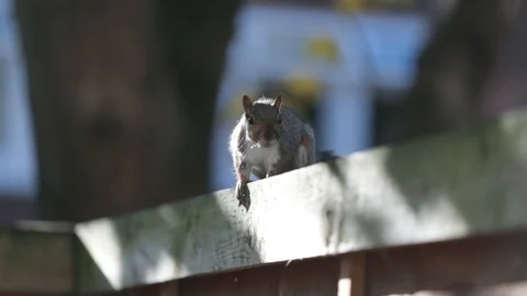 Squirrel Scratch Stock Footage 90863612