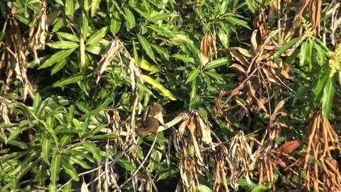 Squirrel scratch itselt. 스톡 동영상 72817557