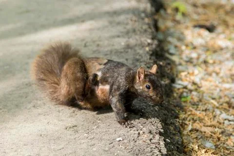 Squirrel Scratches An Itch Stock Photos