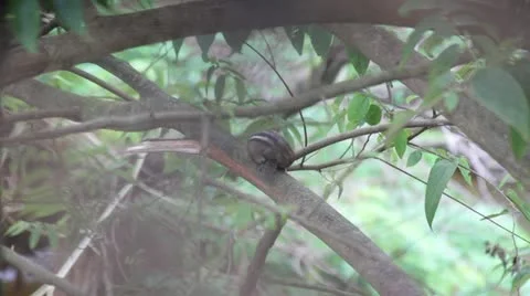 Squirrel scratching Stock Footage 22331242