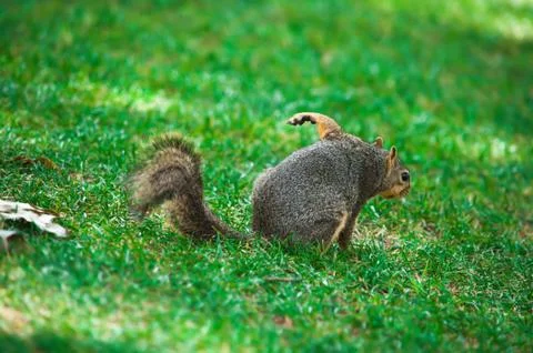 A squirrel is scratching on the grass Stock Photos