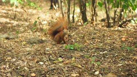 Squirrel scratching his by side Stock Footage 56369772
