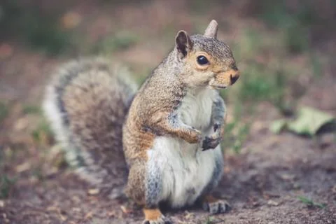 A squirrel scratching its belly Stock Photos