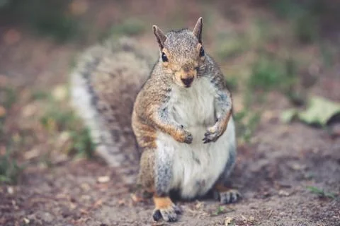 A squirrel scratching its belly Stock-Fotos