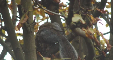 Squirrel Scratching it's self Stock Footage 164897048