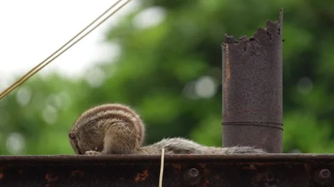 Squirrel Scratching Itself on Branch  Funny Wildlife Moment Stock Footage 318617587