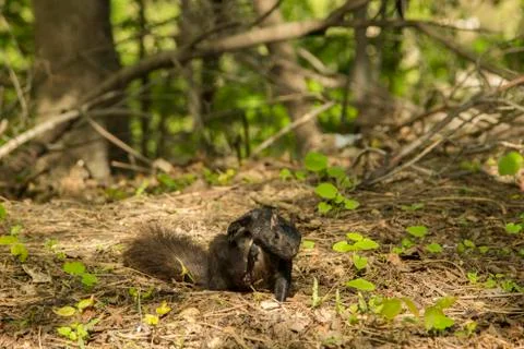 Squirrel Scratching Itself Stock Photos