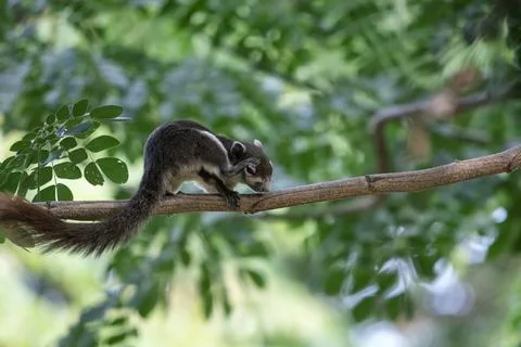 Squirrel scratching itself on tree branch in forest park Stock Photos