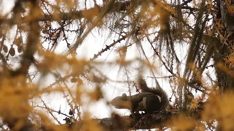 Squirrel screaming out loud Stock Footage 72194533