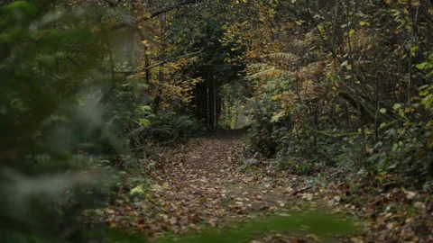 A squirrel scurries down forest path. Stock Footage 146669170