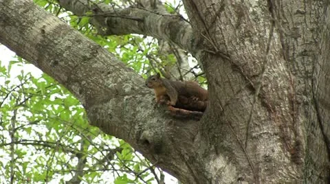 Squirrel scurry away Stock Footage 22423551