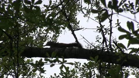 Squirrel scurry silhouette Video stock 22423555