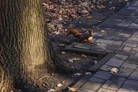 Squirrel scurrying along a cobblestone path in autumn foliage Stock Photos