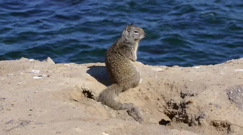 Squirrel At Sea Stock Footage 4027273
