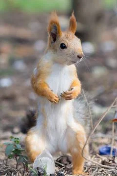 Squirrel in search of adventure Foto stock