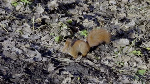 Squirrel search a food in the spring forest. squirrel jumping Stock Footage 305278715