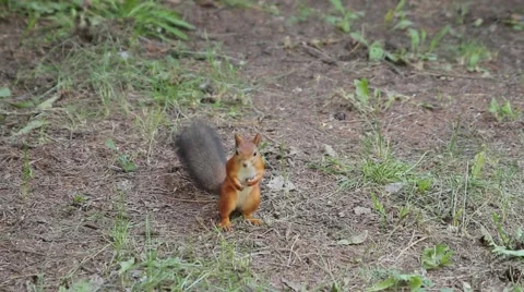 Squirrel searches for food. Vidéo 57895997