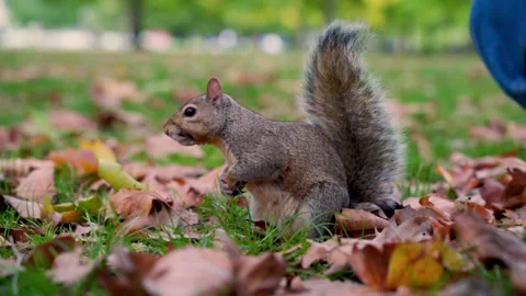 Squirrel Searches for Food Stock Footage 135248909
