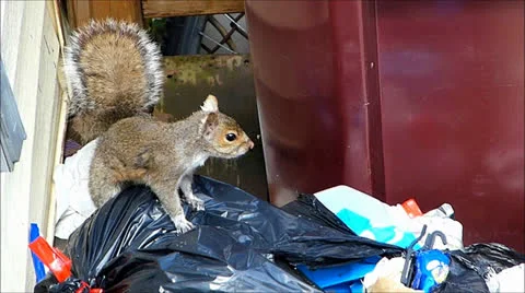 Squirrel searches garbage bag Stock Footage 22575995