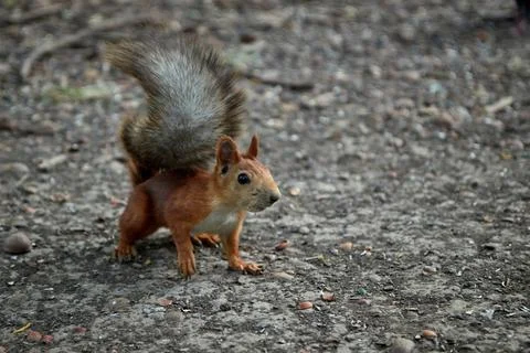 Squirrel searches for nuts and eats in the forest on the ground, fluffy tail Stock Photos