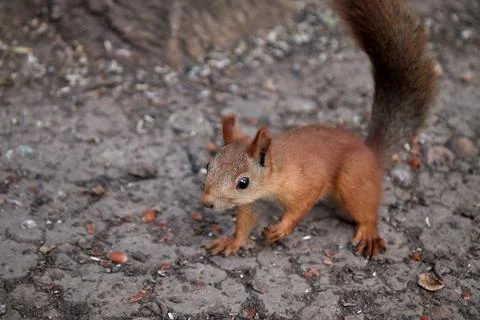 Squirrel searches for nuts and eats in the forest on the ground, fluffy tail Stock Photos