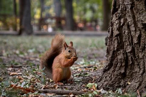 Squirrel searches for nuts and eats in the forest on the ground, fluffy tail Stock Photos