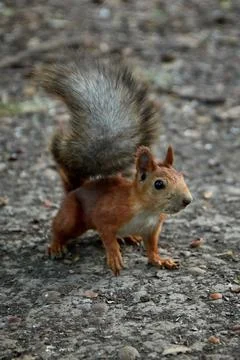 Squirrel searches for nuts and eats in the forest on the ground, fluffy tail Stock Photos