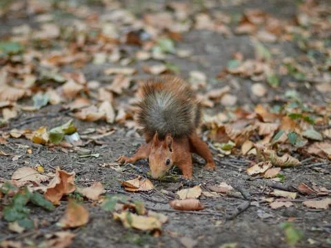 Squirrel searches for nuts and eats in the forest on the ground, fluffy tail Stock Photos
