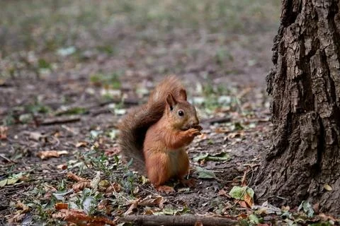 Squirrel searches for nuts and eats in the forest on the ground, fluffy tail Stock Photos