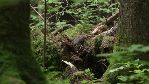 Squirrel searching for food in a decayed tree stump Stock Footage 322216704