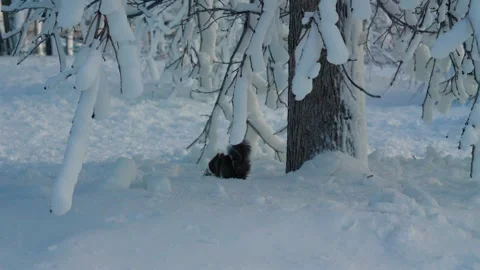 Squirrel Searching For Food In Deep Snow Near Frosted Trees Stock Footage 338259675