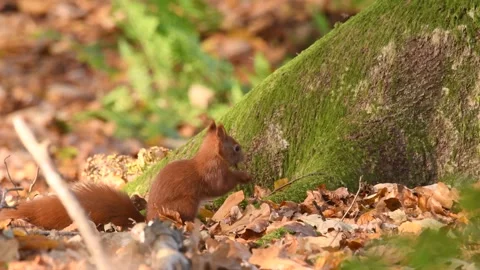 Squirrel searching for food Stock Footage 264390030