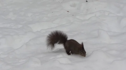 Squirrel Searching for Food in the Snow Stock Footage 80906696