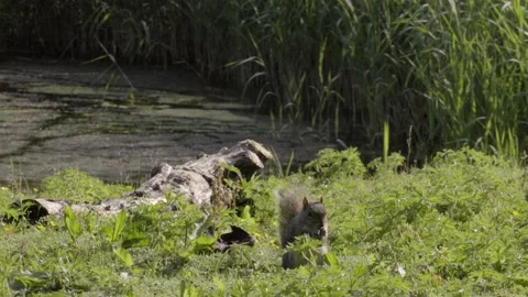 Squirrel searching for nuts Stock-Footage 133552321