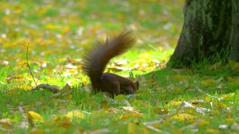 Squirrel searching for nuts under a tree in a park during autumn in 4k slow.. Stock Footage 282471308