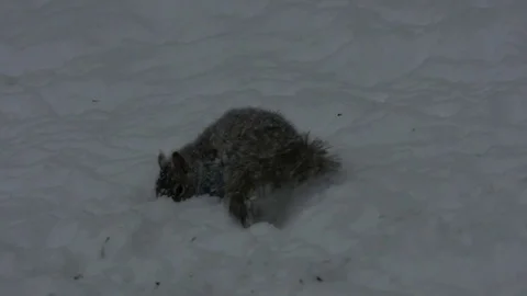 Squirrel searching in the snow Stock Footage 73889483